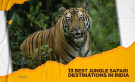 13 Best Jungle Safari Destinations In India
